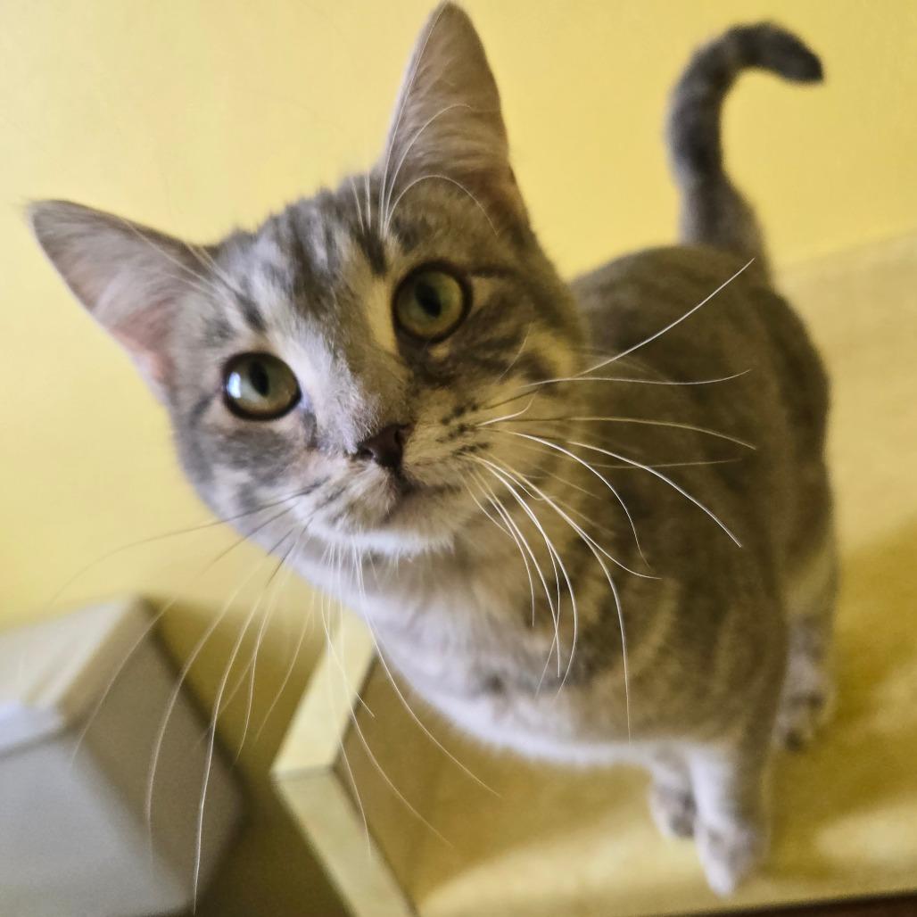 Enlarge Rosie, a Adoptable Domestic Short Hair in Colorado Springs, CO image 5/5