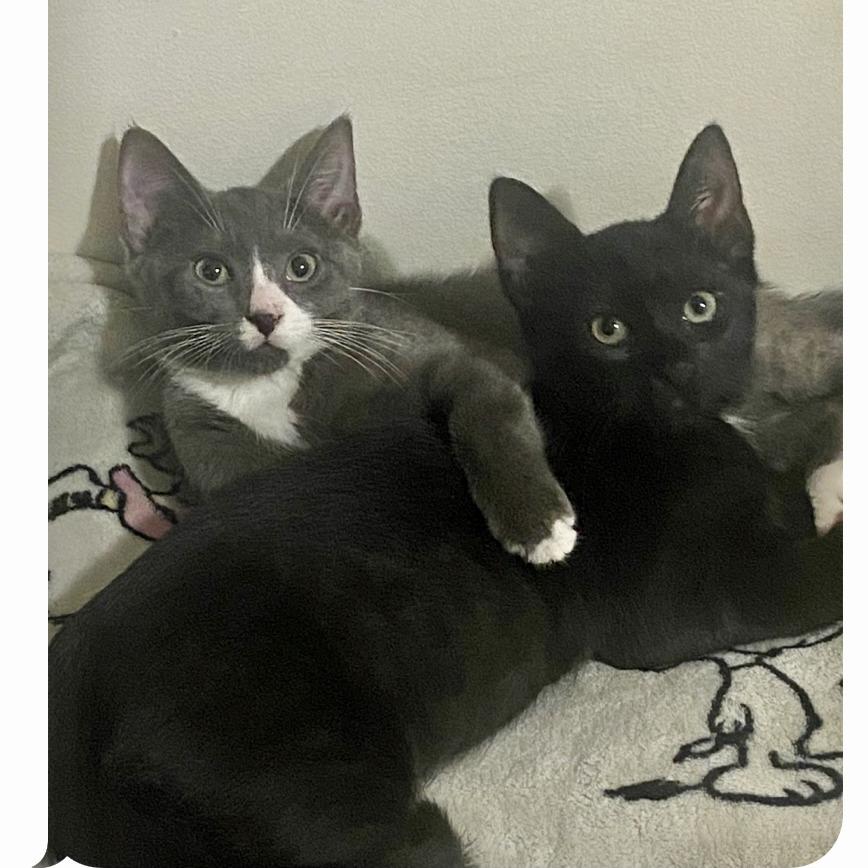 Enlarge Dynamite, a Adoptable Domestic Short Hair in Westhampton, NY image 1/3