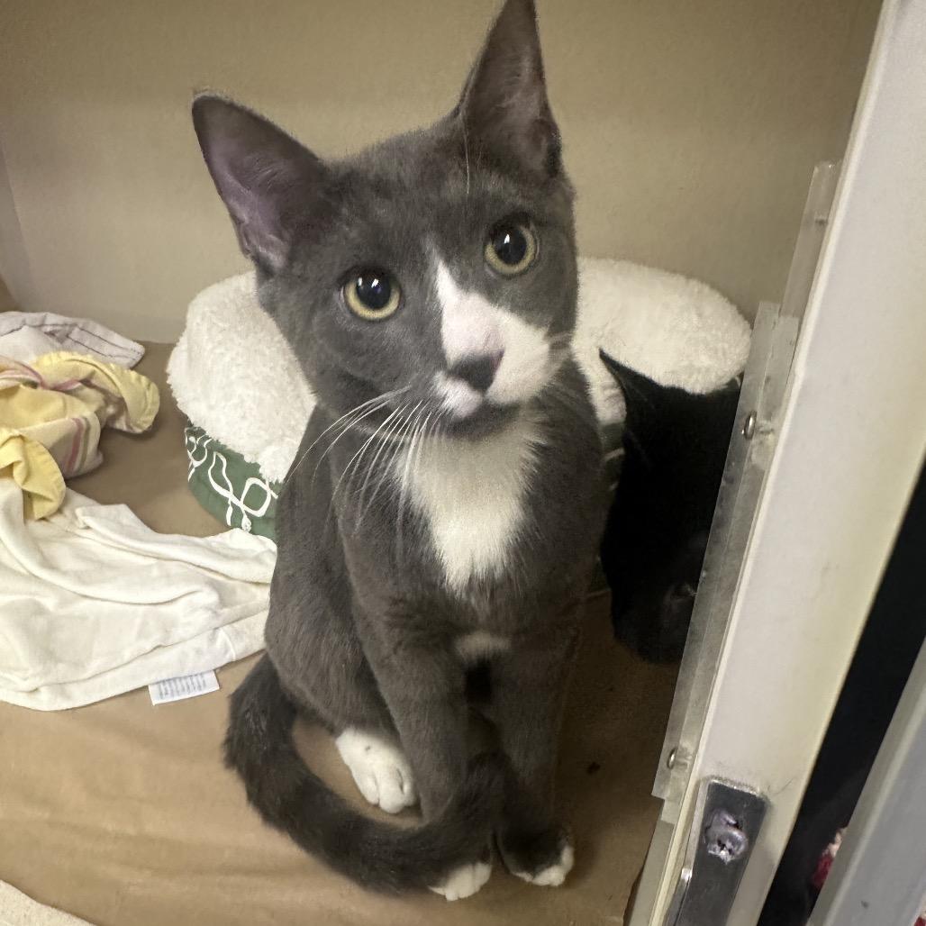 Enlarge Dynamite, a Adoptable Domestic Short Hair in Westhampton, NY image 2/3