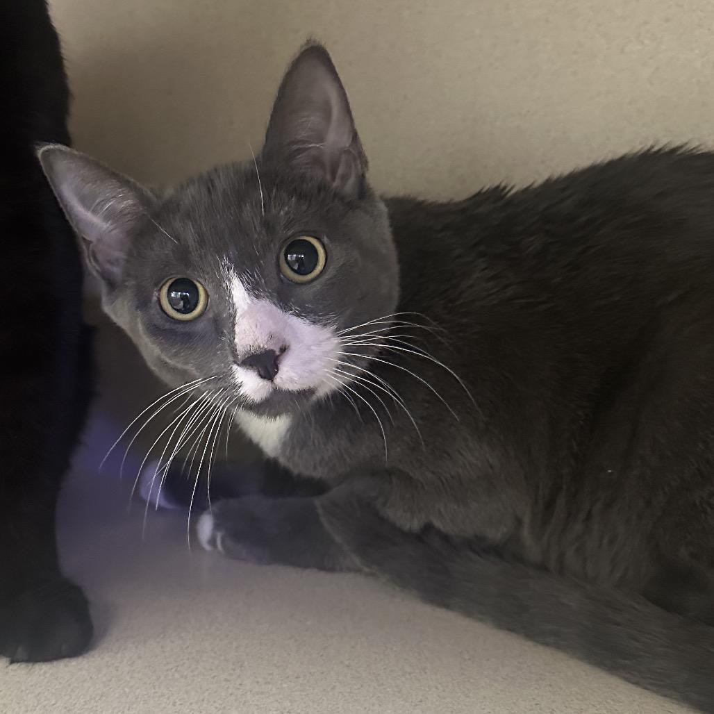 Enlarge Dynamite, a Adoptable Domestic Short Hair in Westhampton, NY image 3/3