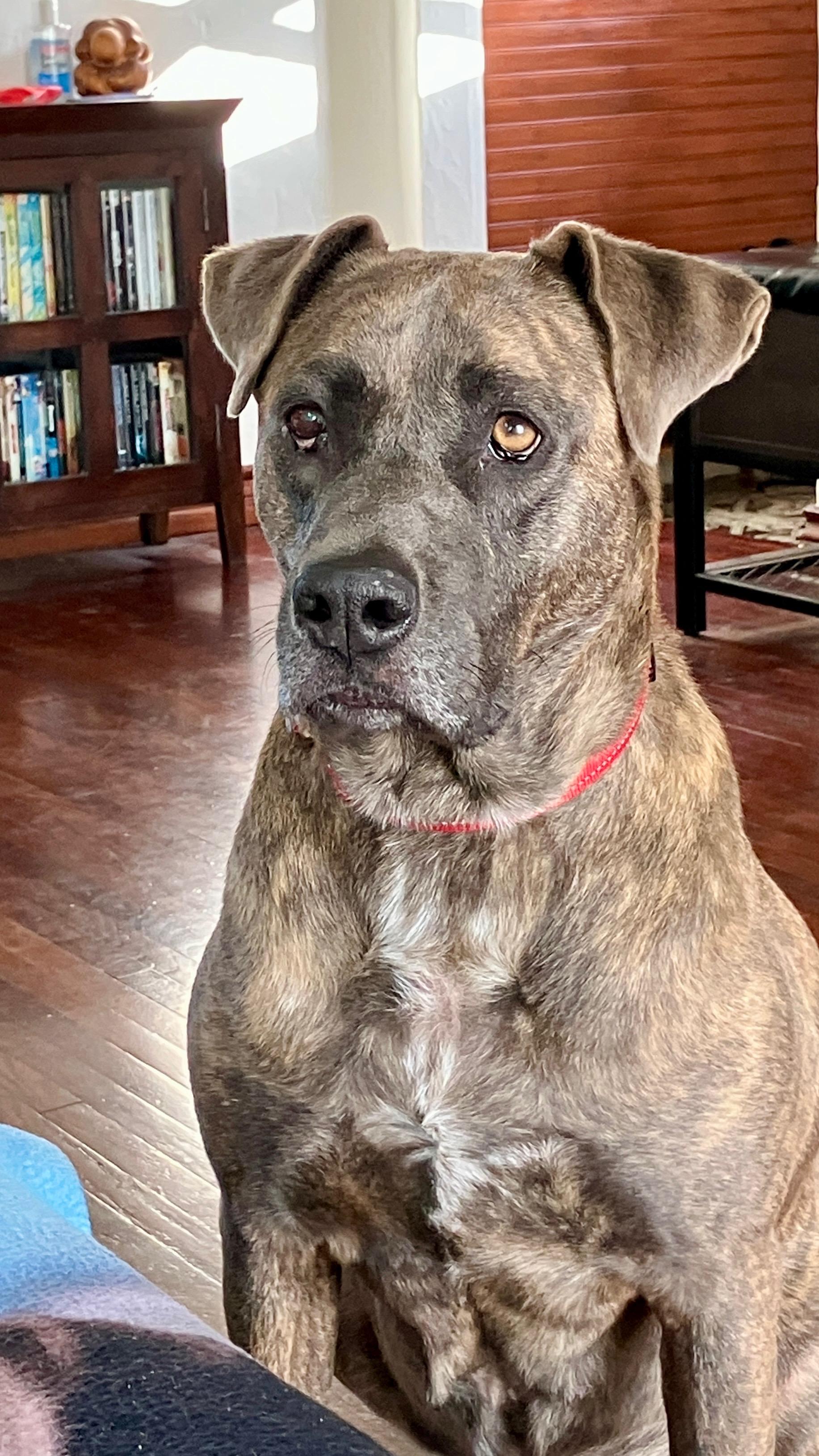 Miss Bea, Adult Female American Staffordshire Terrier