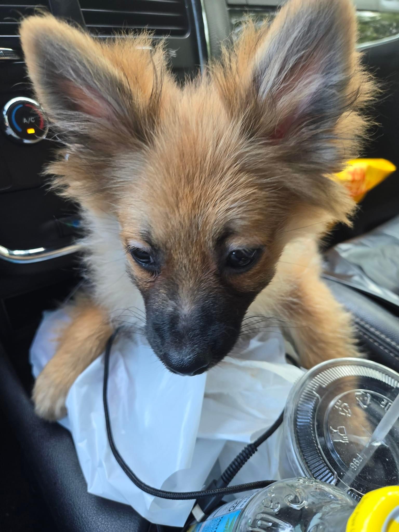 Tattoo, Adopted, Puppy Male Pomsky.