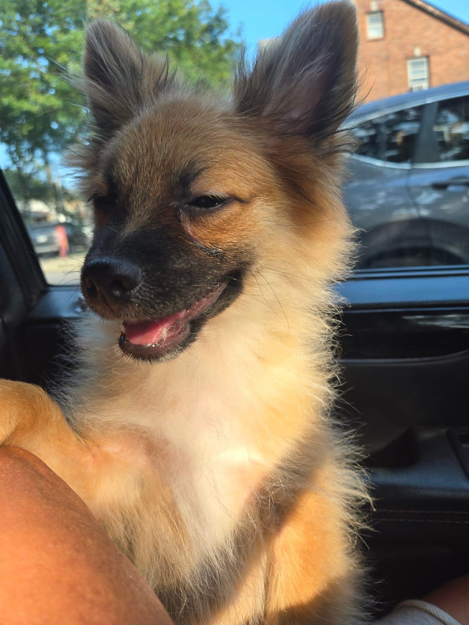 Enlarge Tattoo, a Adopted Pomsky in Far Rockaway, NY image 2/3