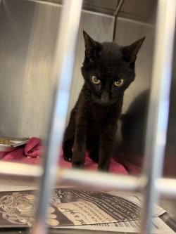 Enlarge CA 122 Esther, a Adoptable Domestic Short Hair in Glen Allen, VA image 1/2