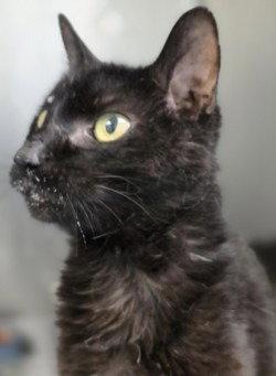 Enlarge CA 122 Esther, a Adoptable Domestic Short Hair in Glen Allen, VA image 2/2