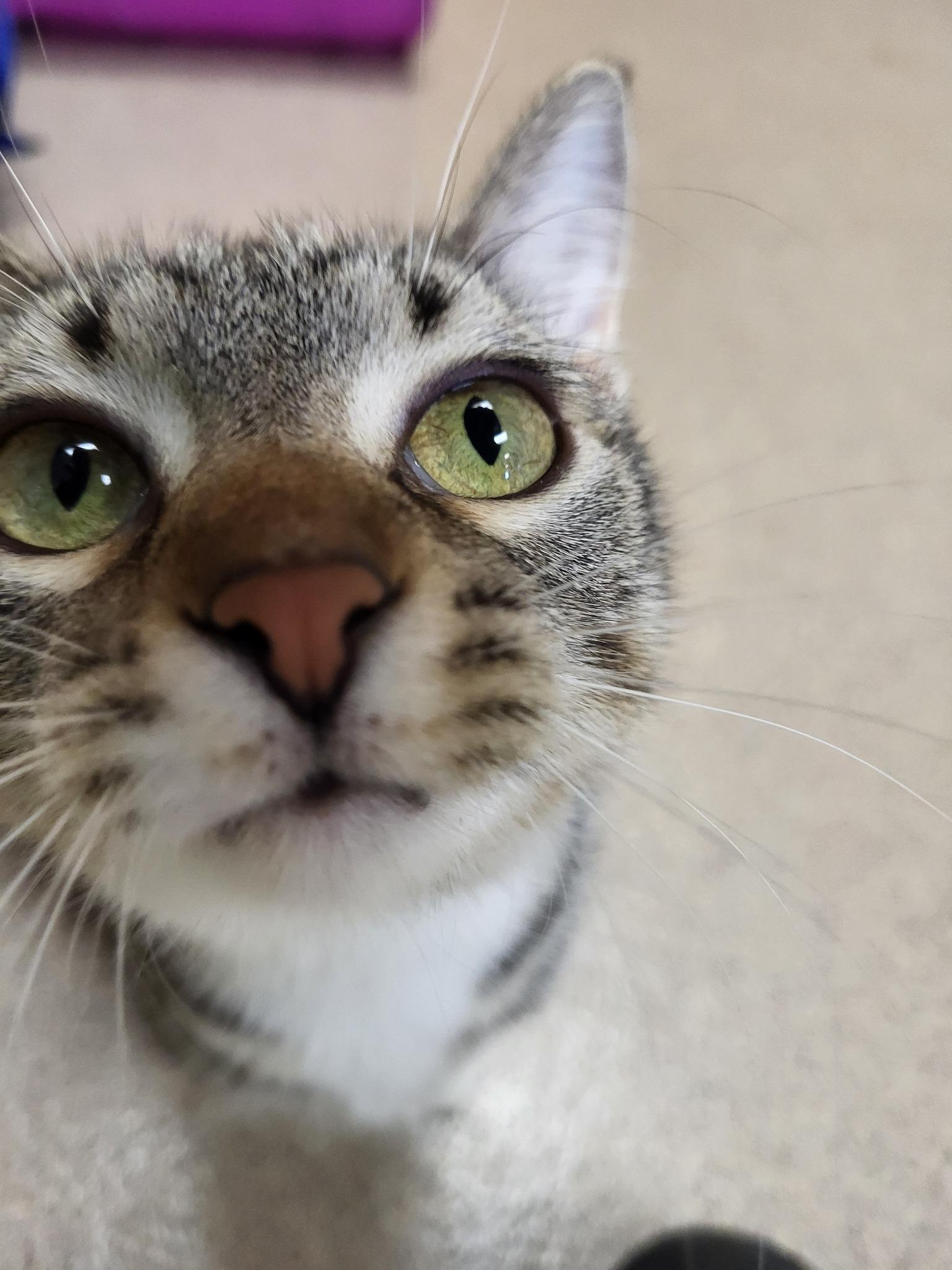 McIntosh, an adoptable Domestic Short Hair in Chilton, WI, 53014 | Photo Image 5