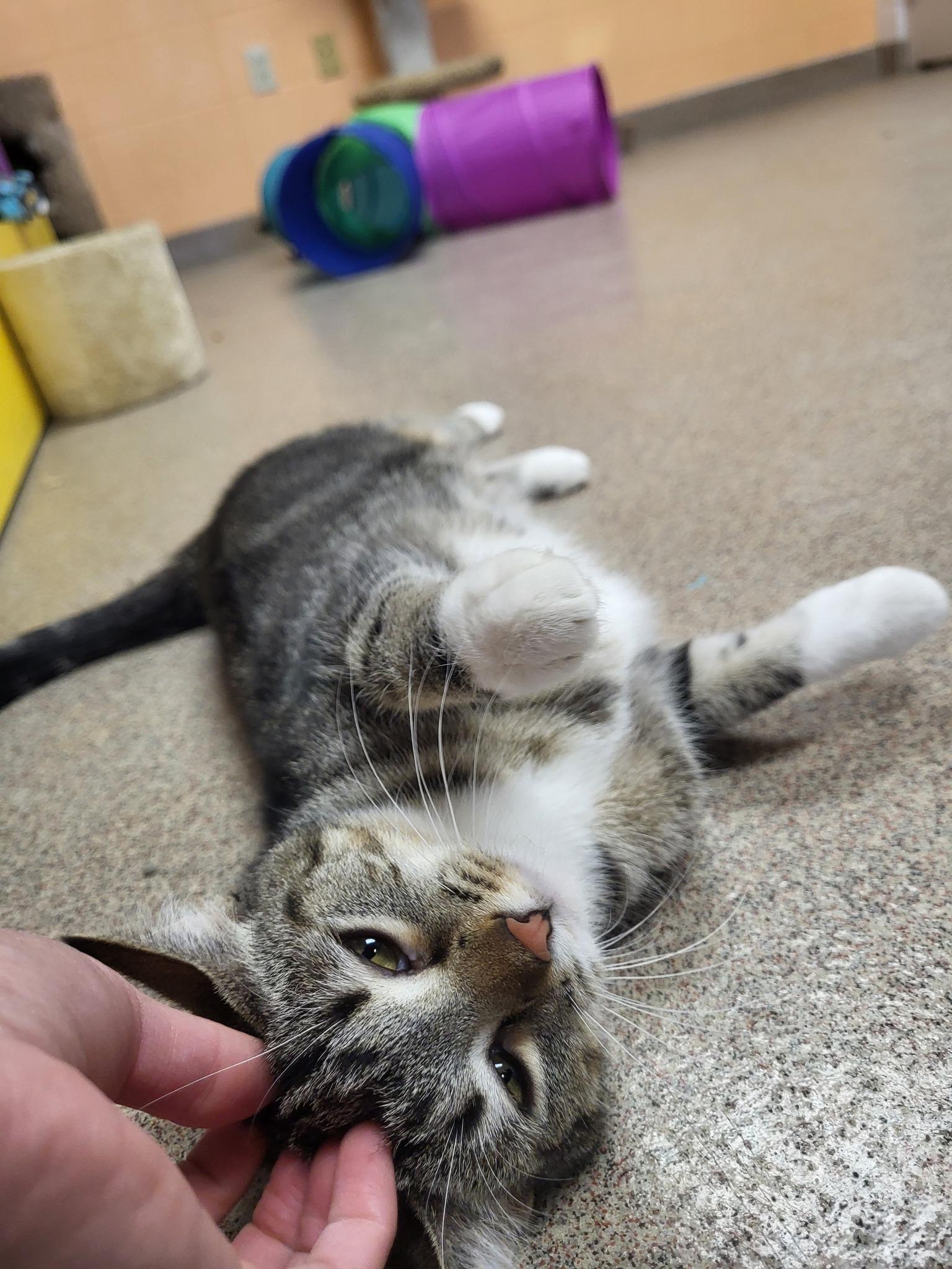 McIntosh, an adoptable Domestic Short Hair in Chilton, WI, 53014 | Photo Image 3