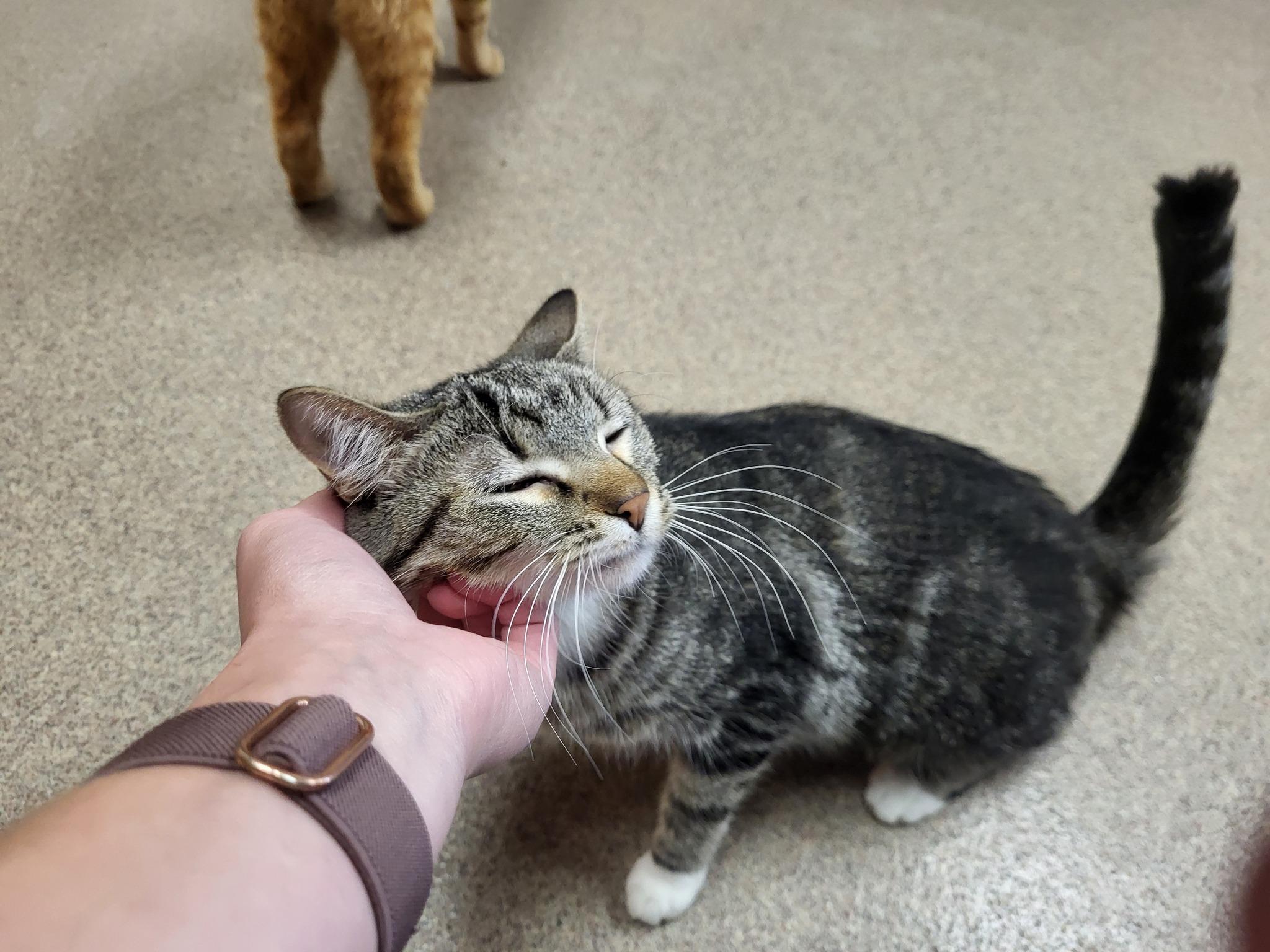 McIntosh, an adoptable Domestic Short Hair in Chilton, WI, 53014 | Photo Image 4