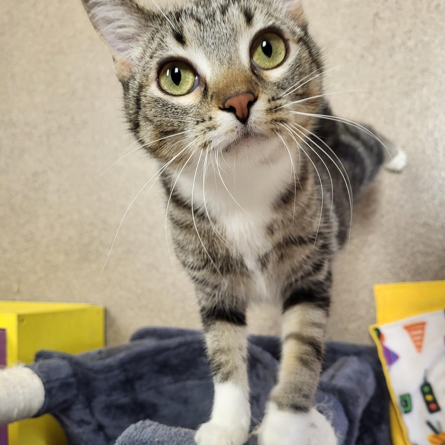 McIntosh, an adoptable Domestic Short Hair in Chilton, WI, 53014 | Photo Image 1
