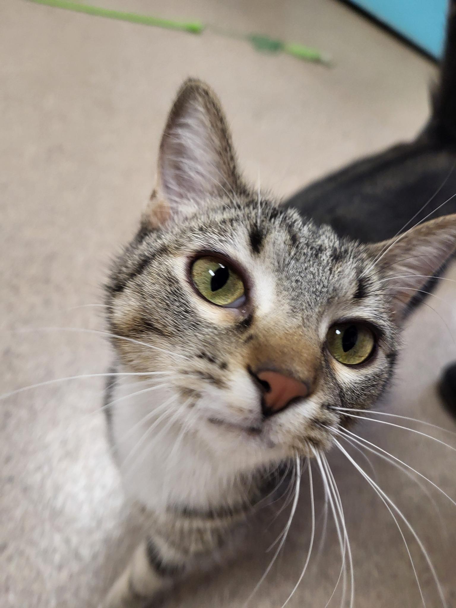 McIntosh, an adoptable Domestic Short Hair in Chilton, WI, 53014 | Photo Image 2