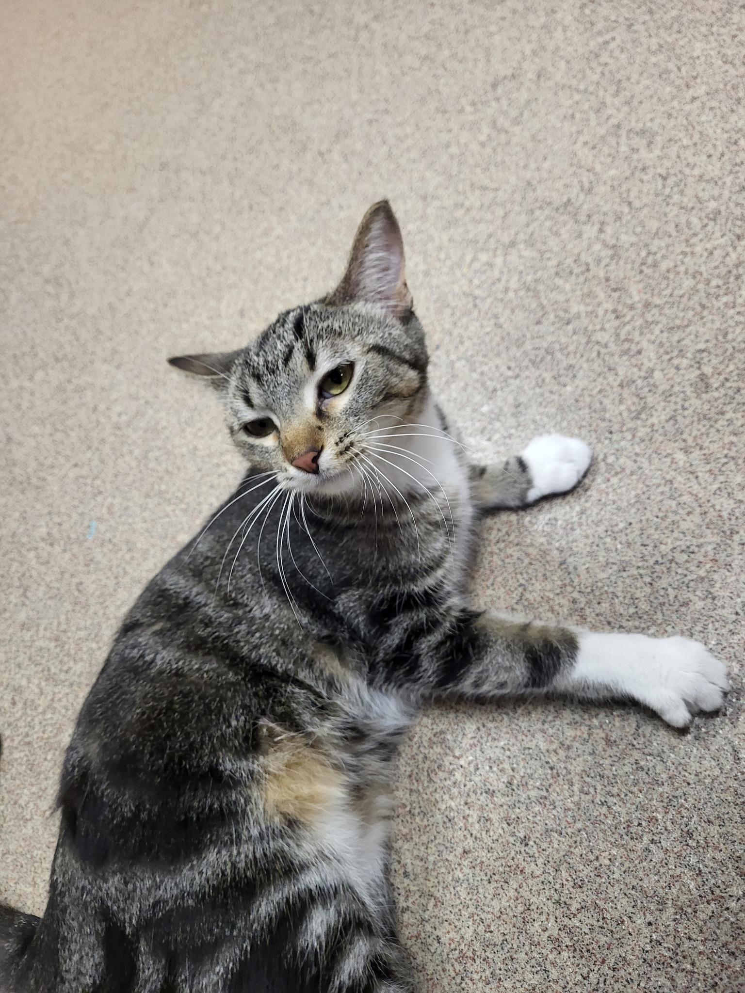 McIntosh, an adoptable Domestic Short Hair in Chilton, WI, 53014 | Photo Image 6