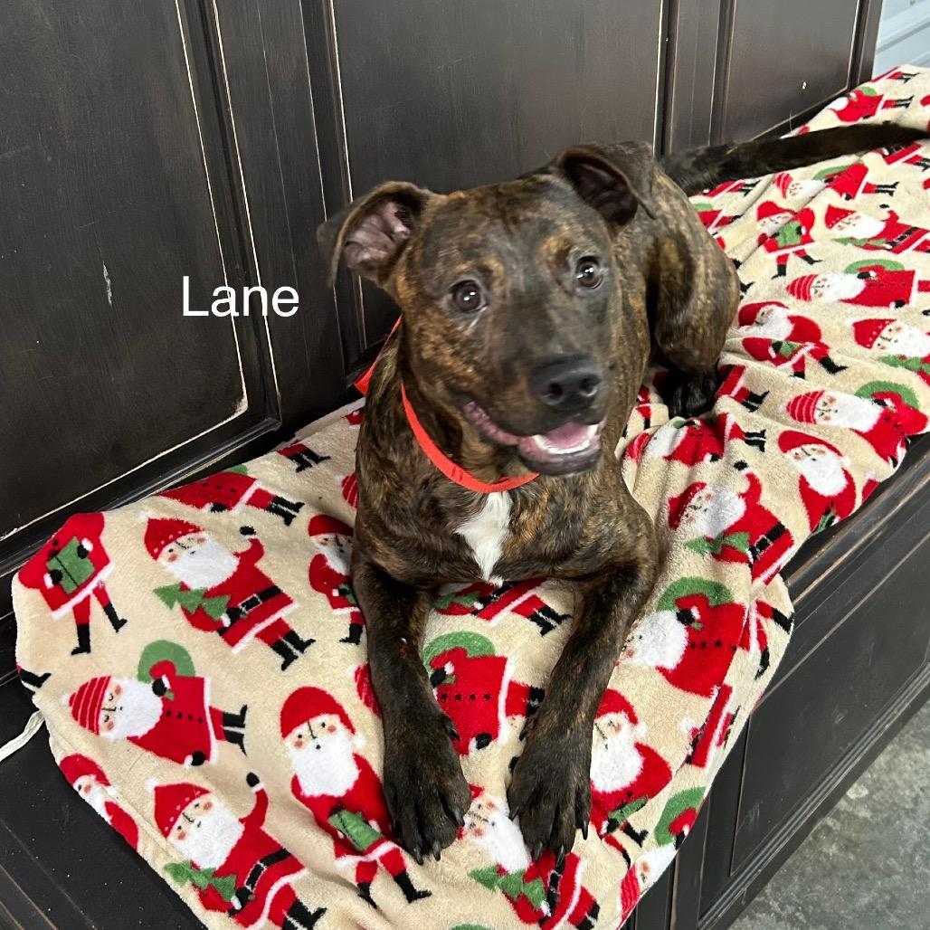 Lane, Adoptable, Young Male Labrador Retriever.