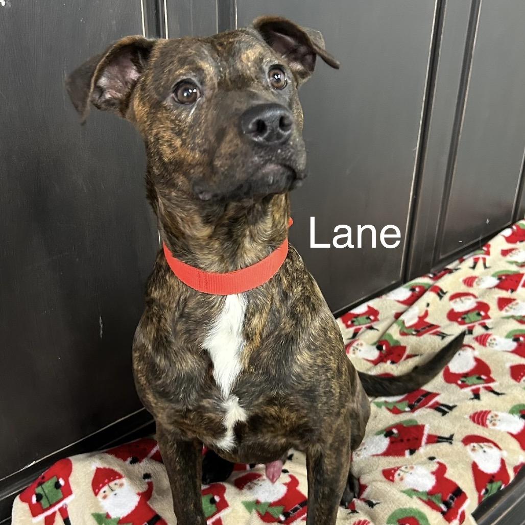 Enlarge Lane, a Adoptable Labrador Retriever in Princeton, KY image 2/2