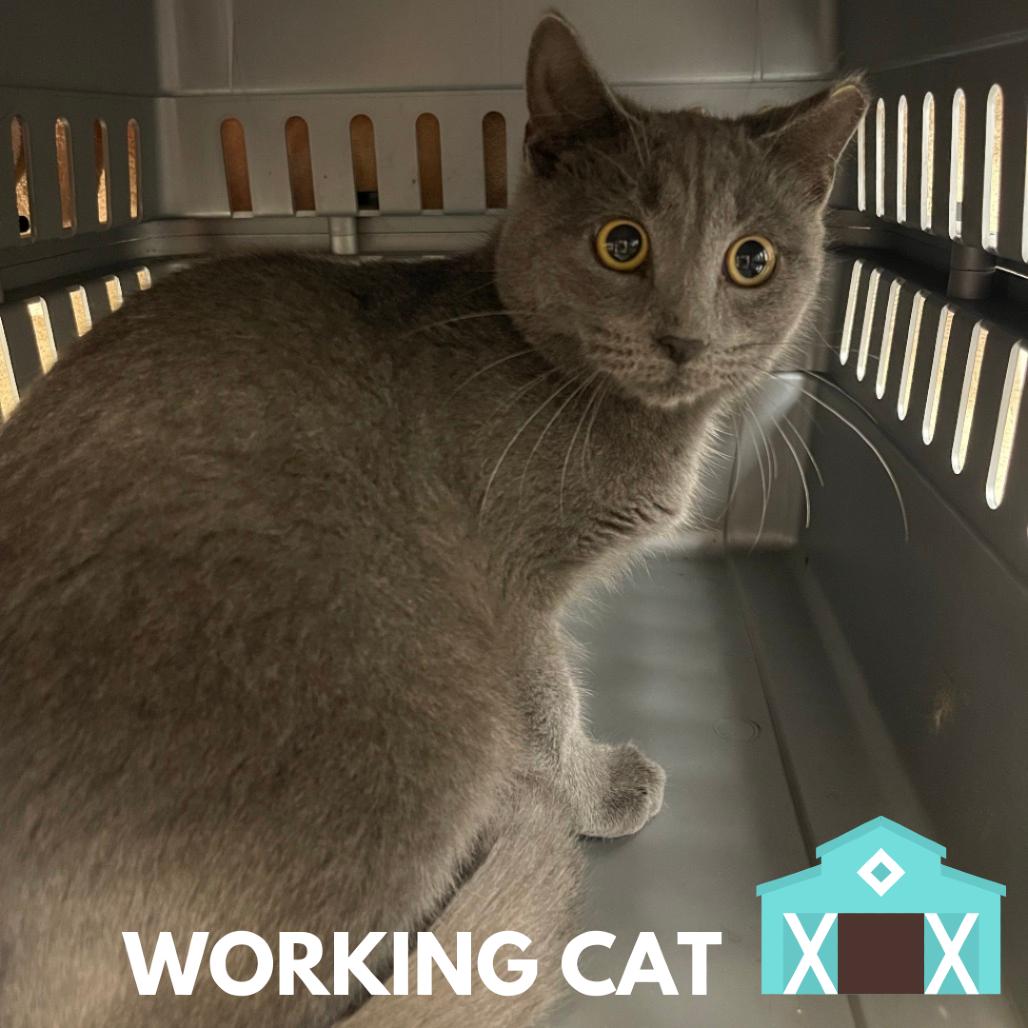 Enlarge Marvin, a Adoptable Domestic Medium Hair in Sarasota, FL image 1/1