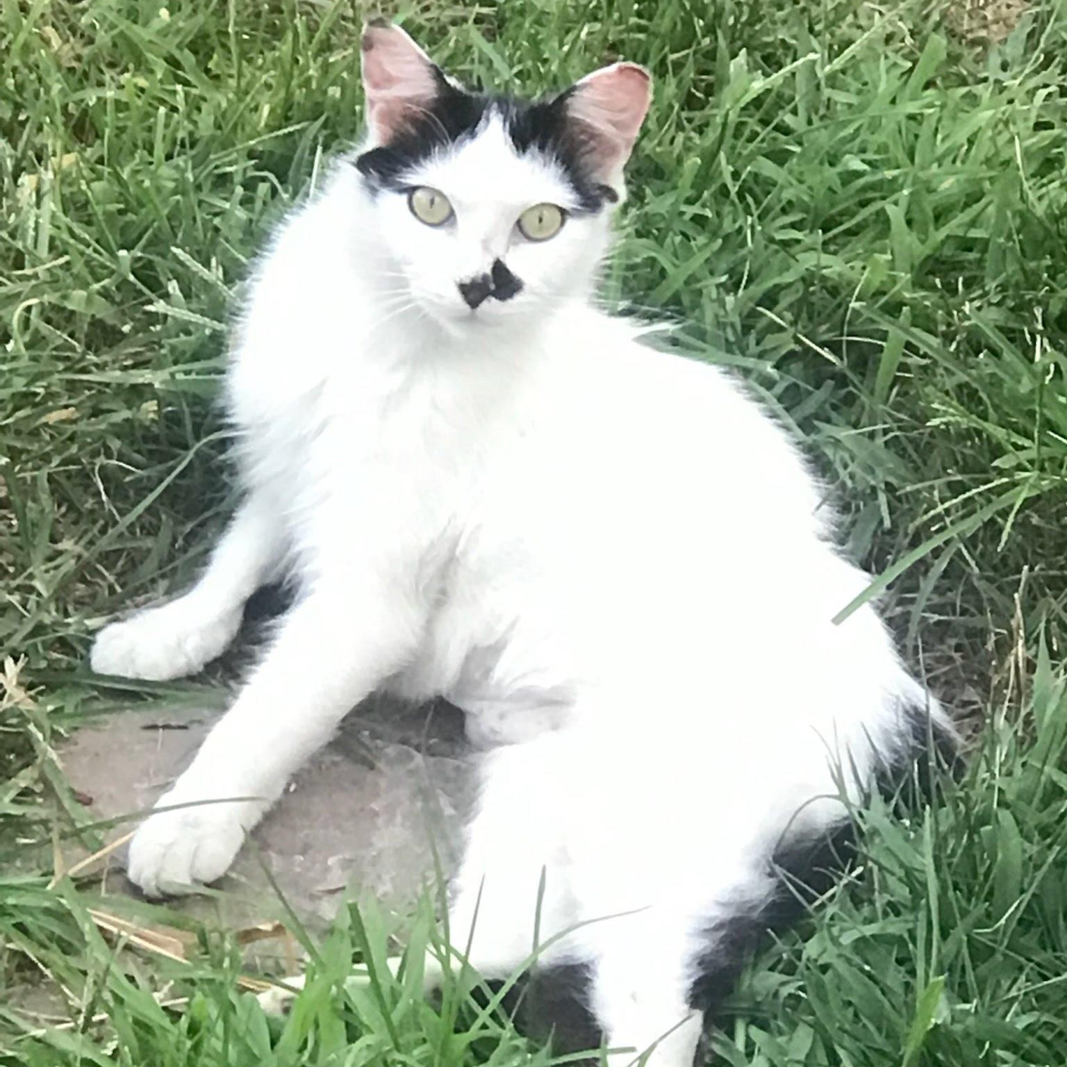 Ava