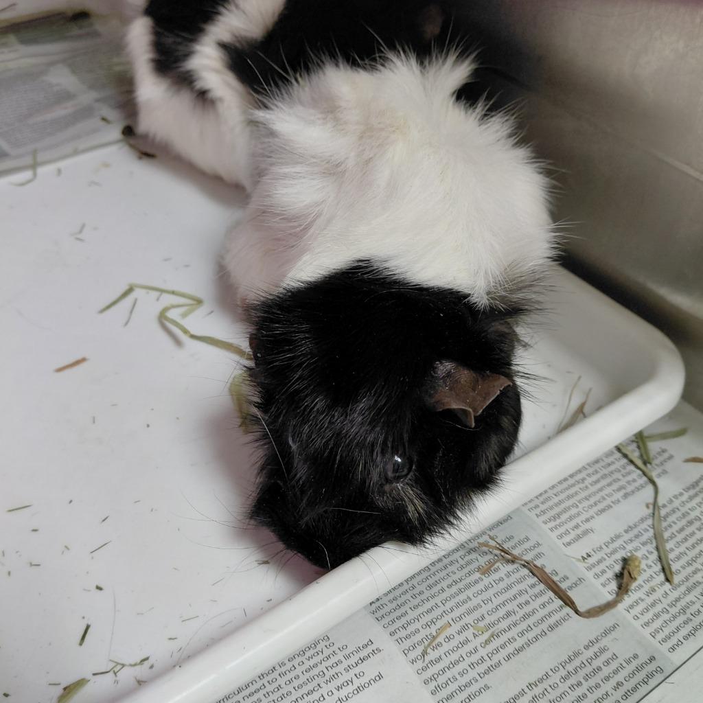 Daisy, Adoptable, Adult Female Guinea Pig.