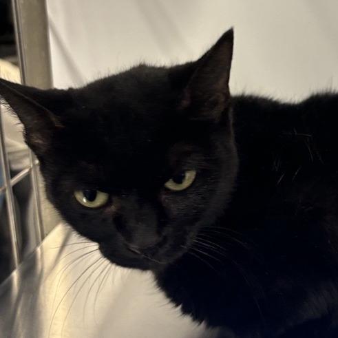 Enlarge Elena, a Adoptable Domestic Short Hair in Hampton Bays, NY image 1/1