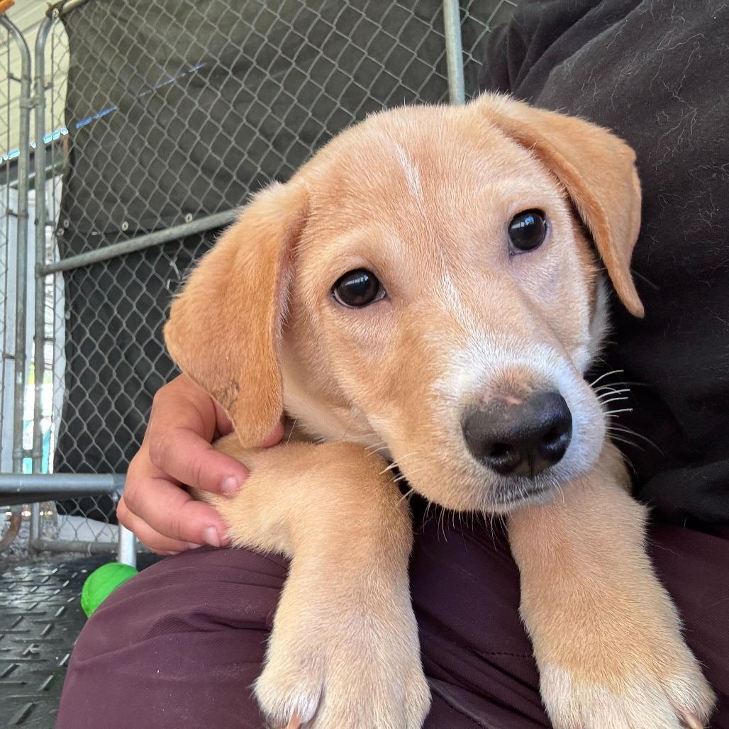 Banana Pants, Adoptable, Puppy Male Mixed Breed.