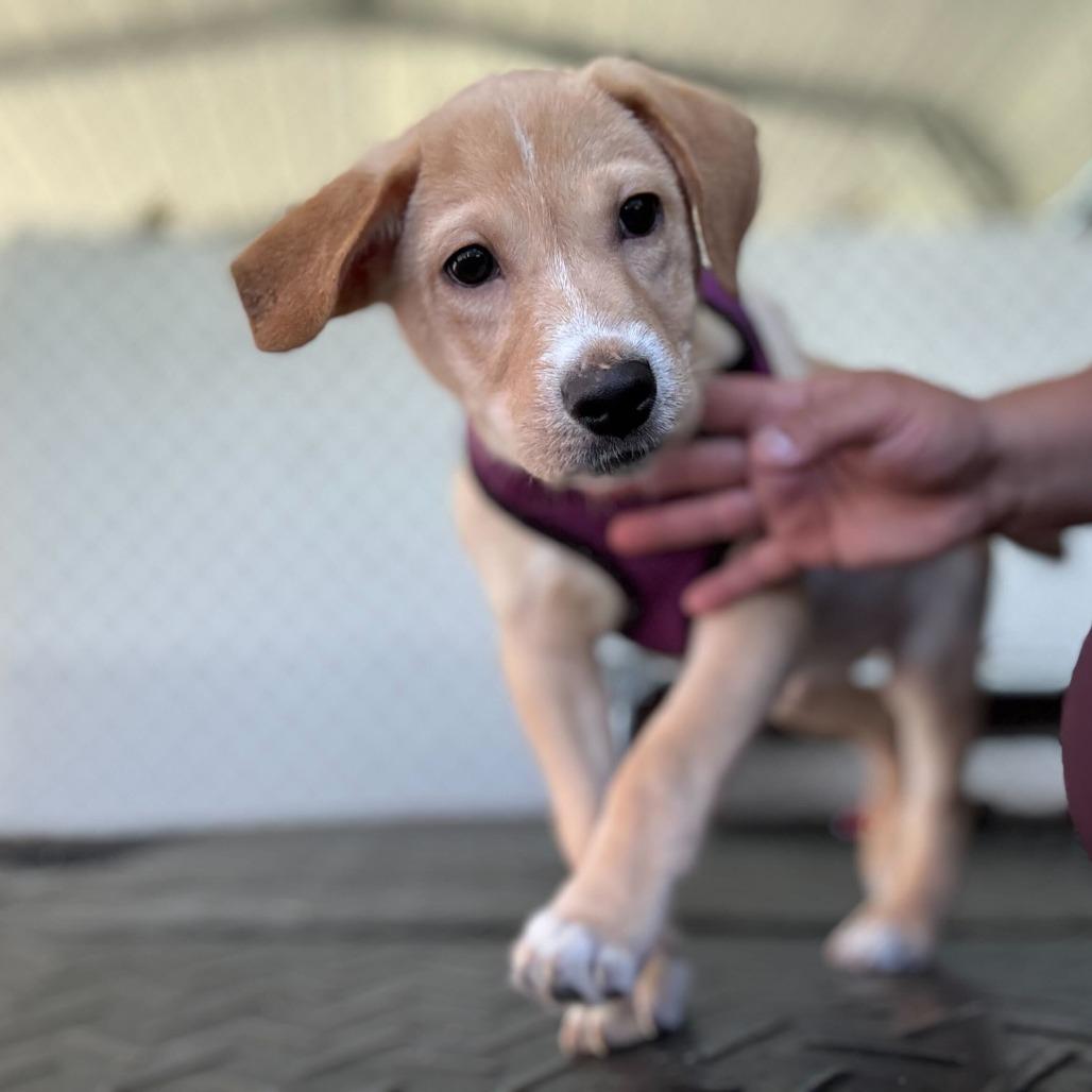 Banana Pants, a Adoptable Mixed Breed in Waynesville, NC image 2/2