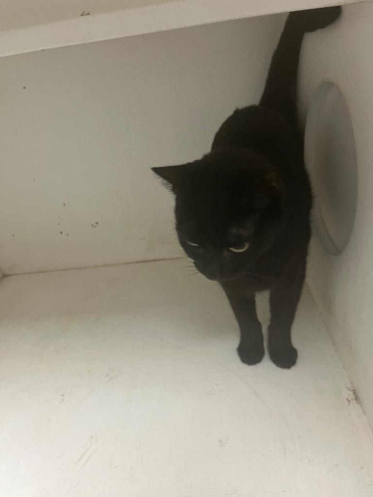 Enlarge Sylvester, a Adopted mixed breed in Benton, AR image 1/1