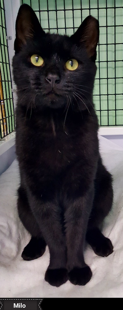 Milo, a Adoptable mixed breed in Key Largo, FL image 1/3