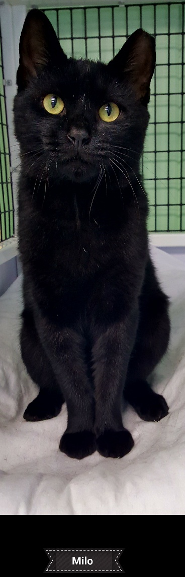 Milo, a Adoptable mixed breed in Key Largo, FL image 2/3