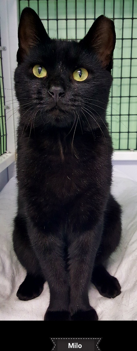 Milo, a Adoptable mixed breed in Key Largo, FL image 3/3