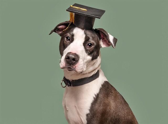 Enlarge CHEVI, a Adoptable Pit Bull Terrier in Saint Louis, MO image 1/1