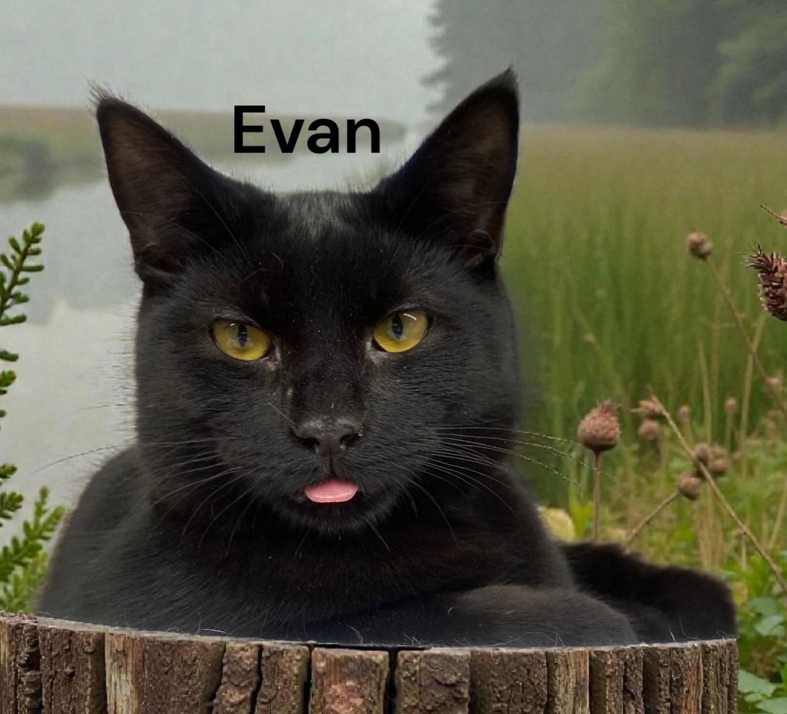 Enlarge Evan, a Adoptable Domestic Short Hair in Chesapeake, VA image 1/2
