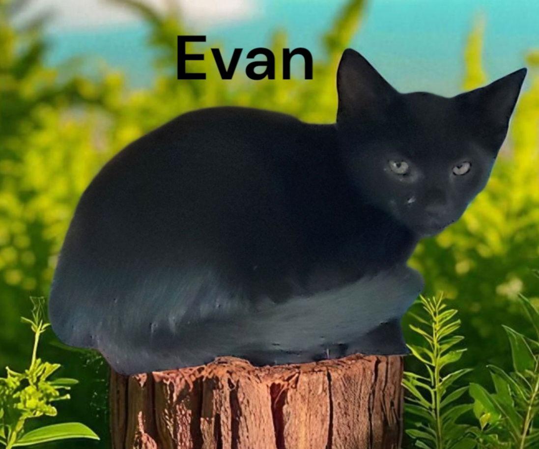 Enlarge Evan, a Adoptable Domestic Short Hair in Chesapeake, VA image 2/2