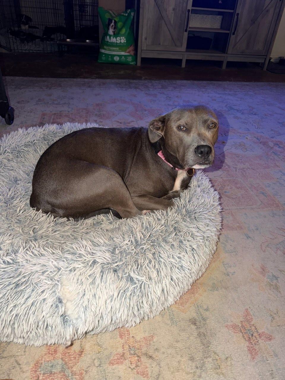 Sweet Brandy Rose thumbnail 4