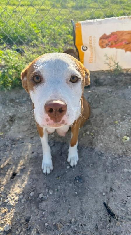Enlarge Molly, a Adoptable Mixed Breed in Miami, FL image 1/1