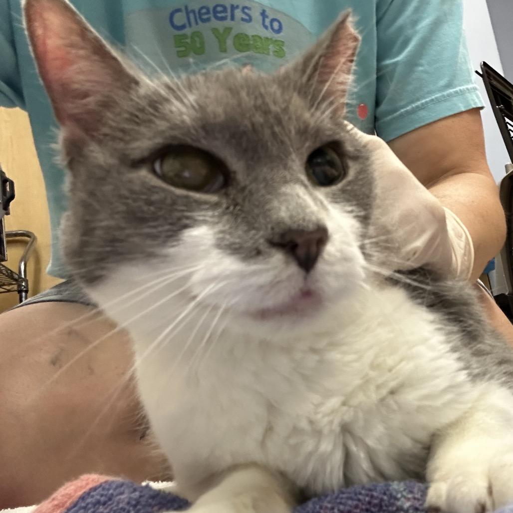 Sasha, Adoptable, Senior Female Domestic Short Hair.