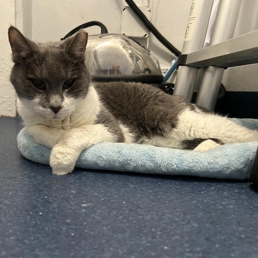 Enlarge Sasha, a Adoptable Domestic Short Hair in Oyster Bay, NY image 2/2