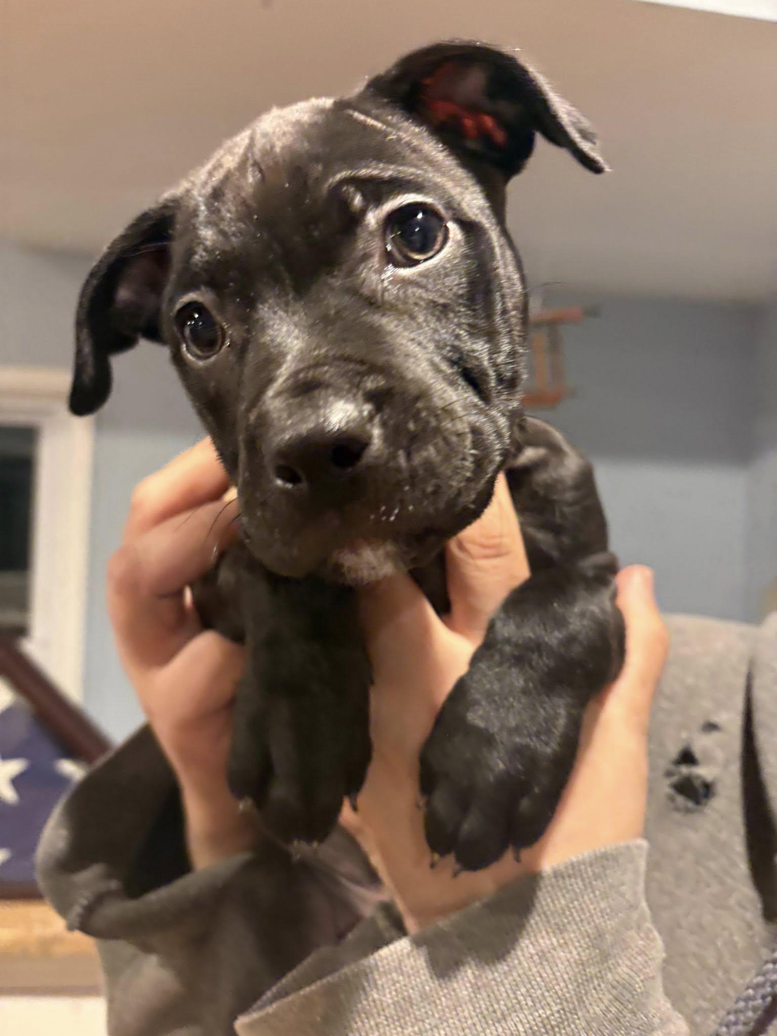 Apollo, adopted, Puppy Male Pit Bull Terrier.