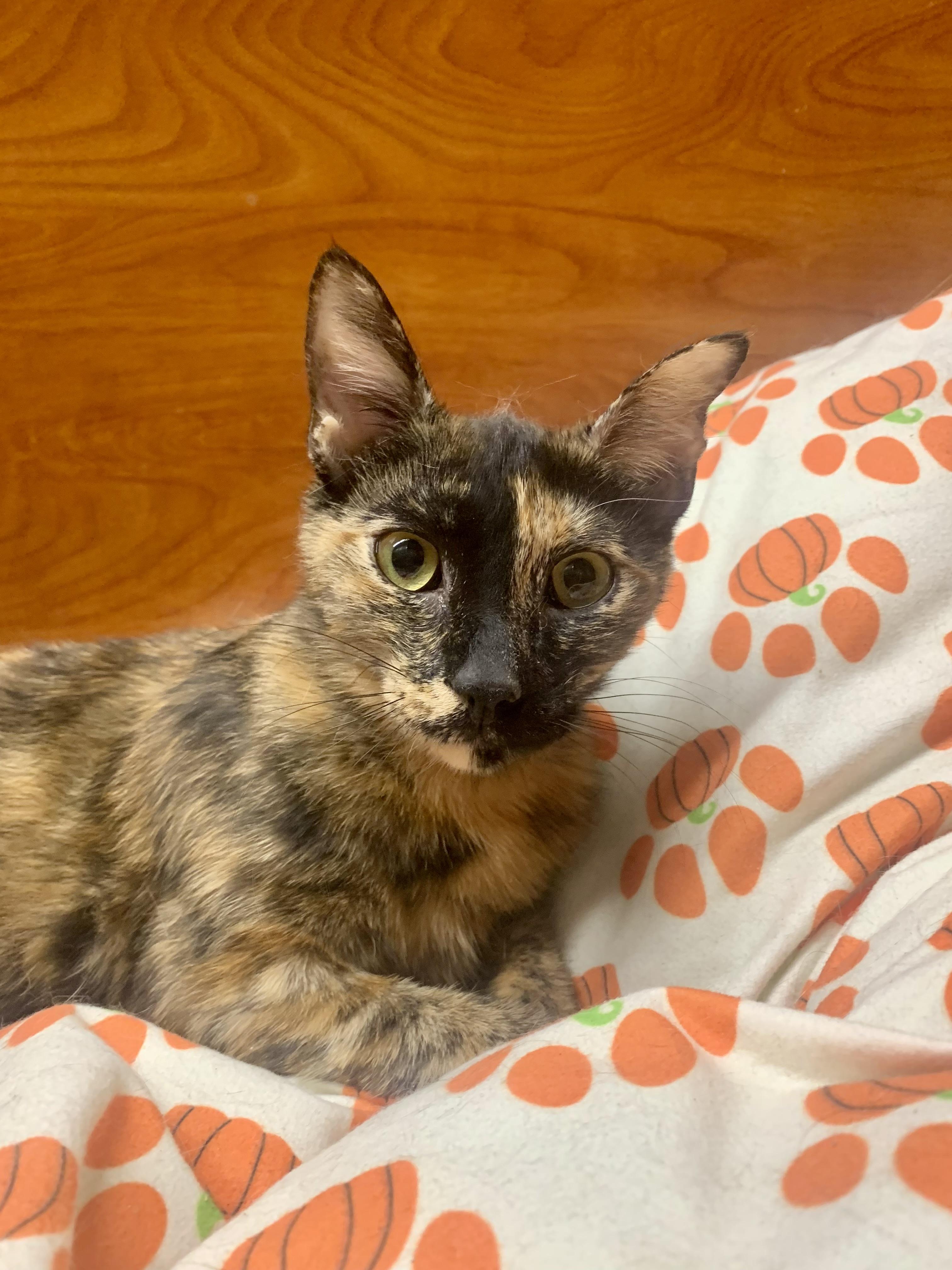 Cali, ADOPTABLE, Young Female Domestic Short Hair.