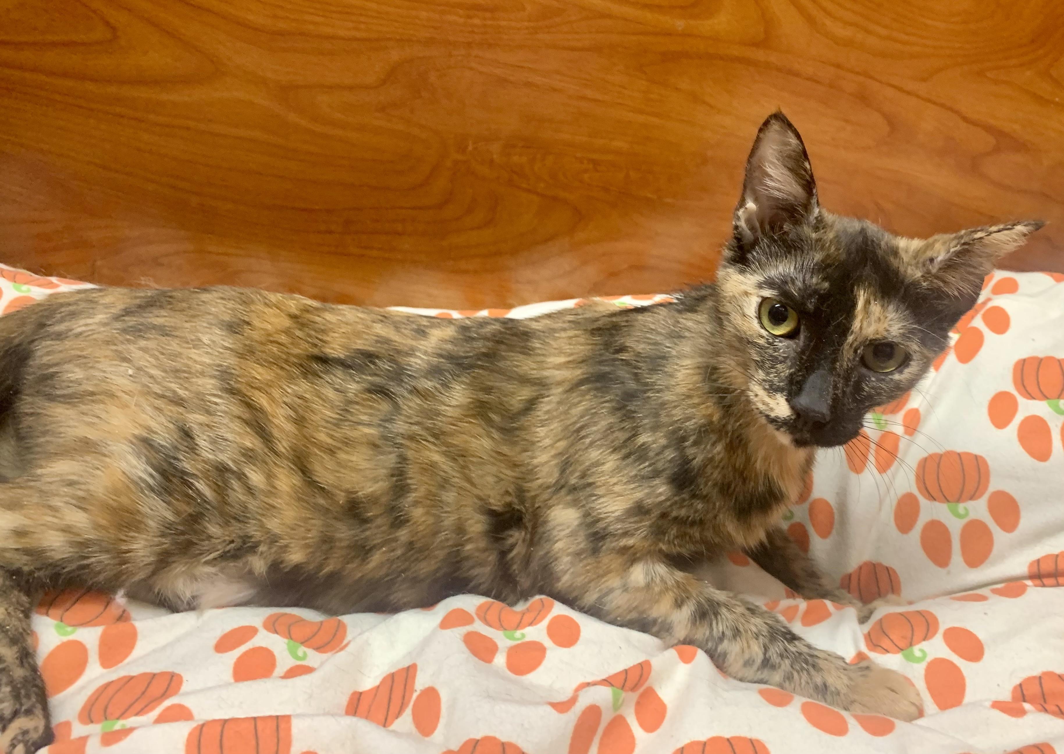 Cali, a ADOPTABLE mixed breed in San Jose, CA image 2/2