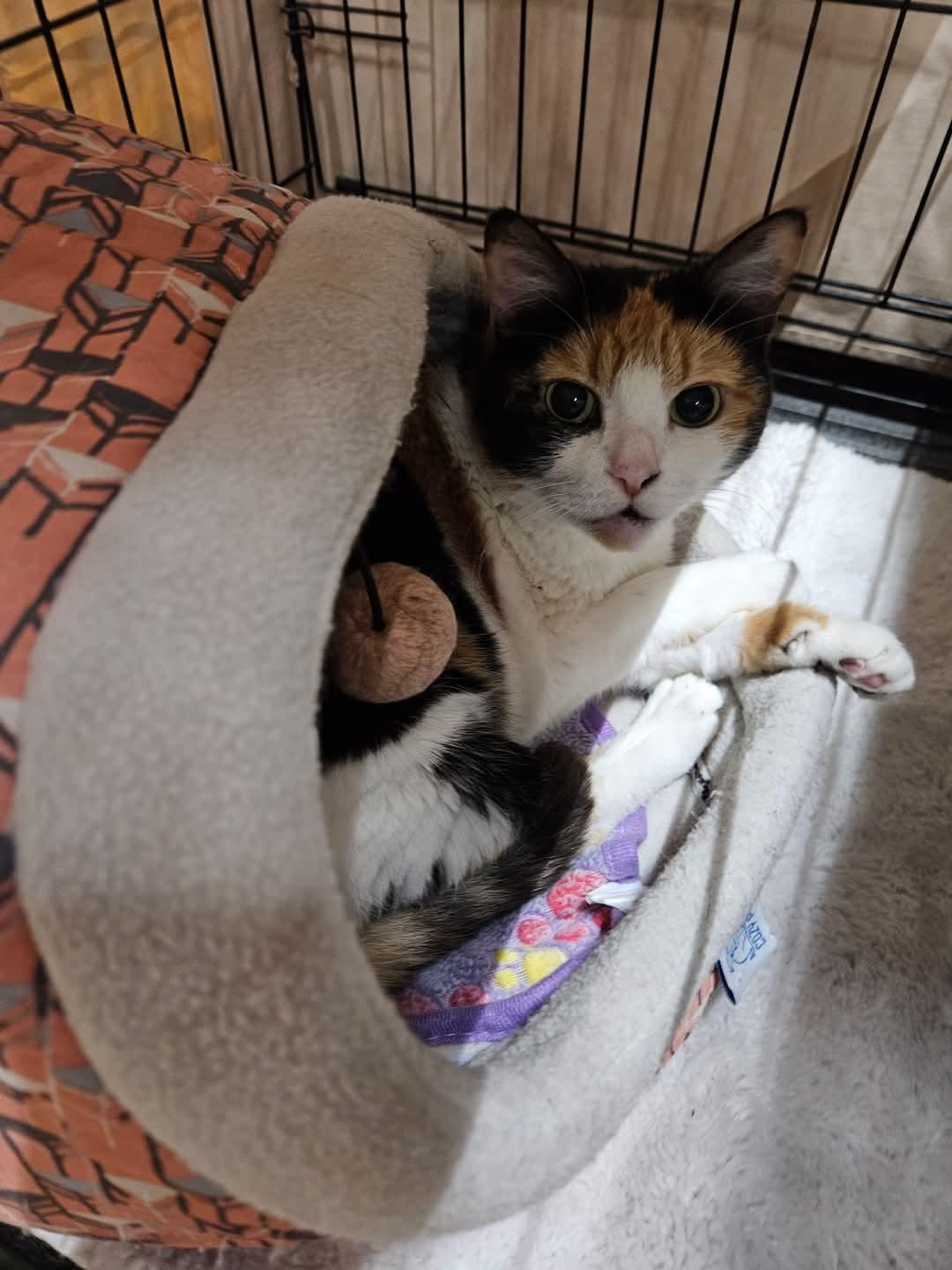 Enlarge Scout, a Adoptable Calico in Centerville, GA image 1/1