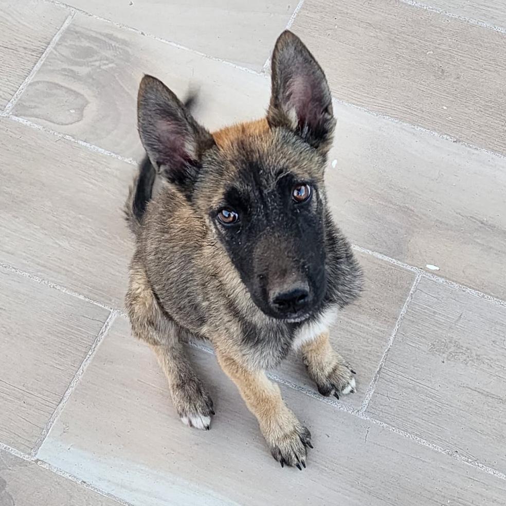 Gala, adopted, Puppy Female Belgian Shepherd / Malinois.