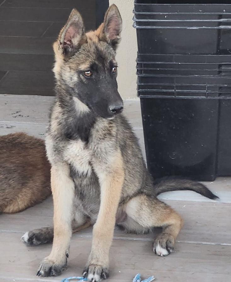 Enlarge Gala, an adopted mixed breed in Sherwood, OR image 2/2