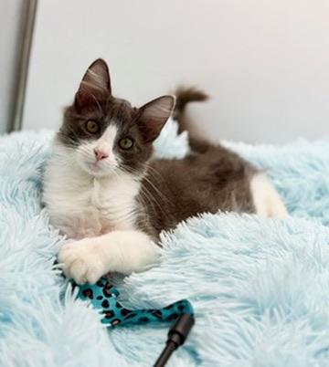 Metaphor, an adopted Domestic Long Hair in Covington, LA image 1/4