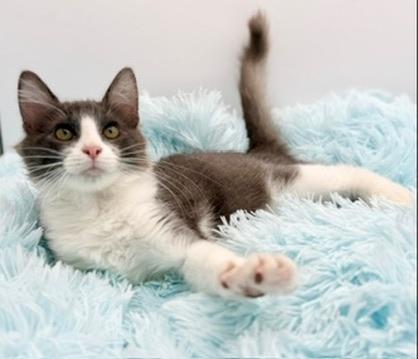 Metaphor, an adopted Domestic Long Hair in Covington, LA image 2/4