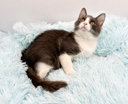 Metaphor, an adopted Domestic Long Hair in Covington, LA image 3/4