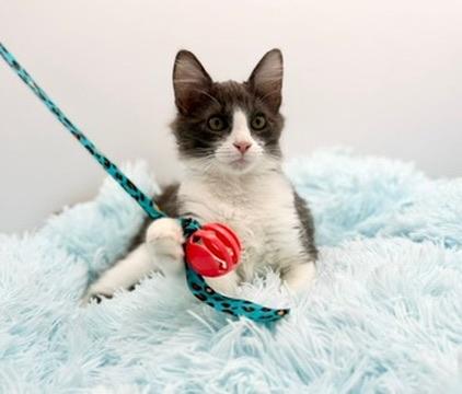 Metaphor, an adopted Domestic Long Hair in Covington, LA image 4/4