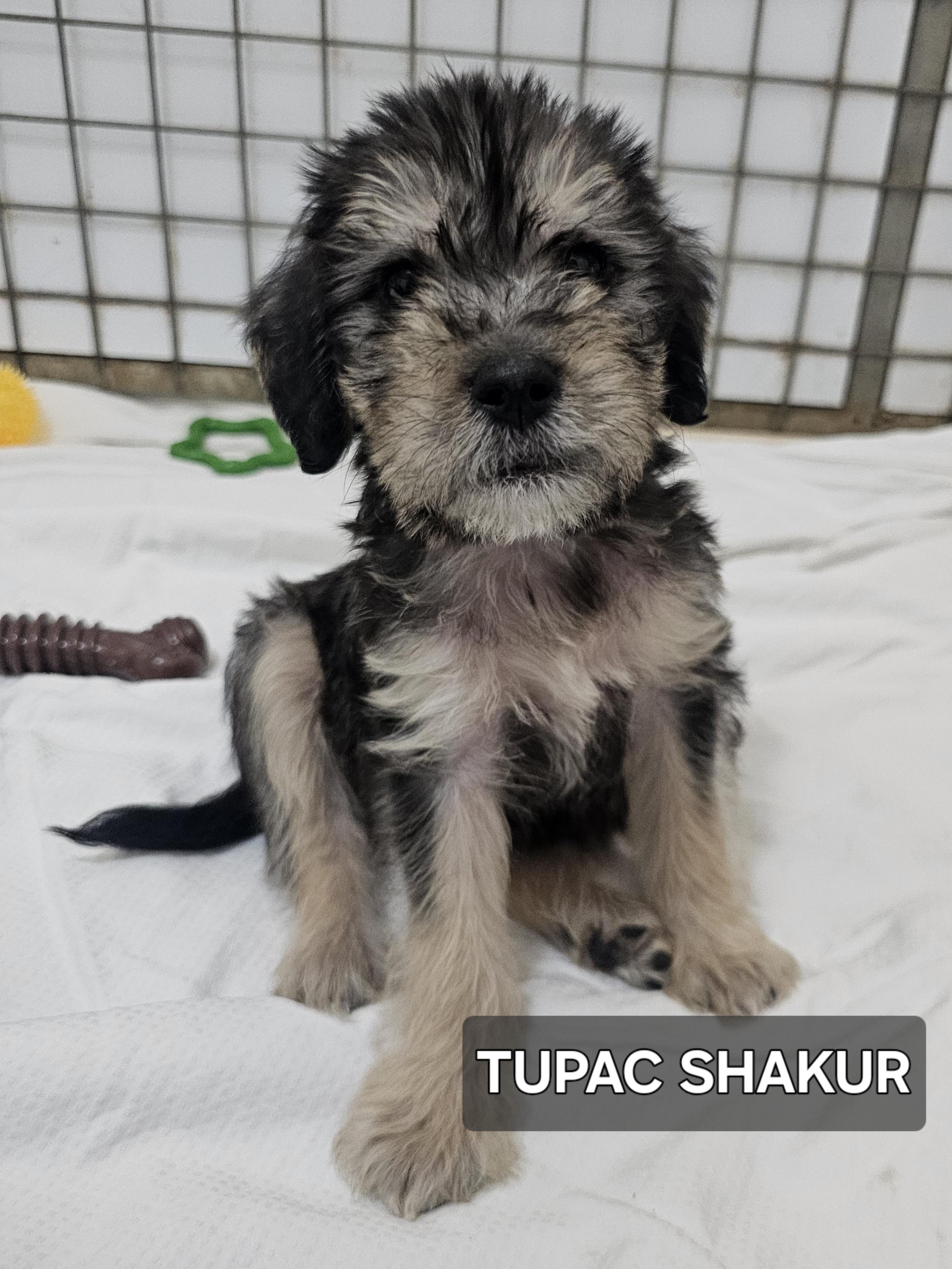 Tupac Shakur