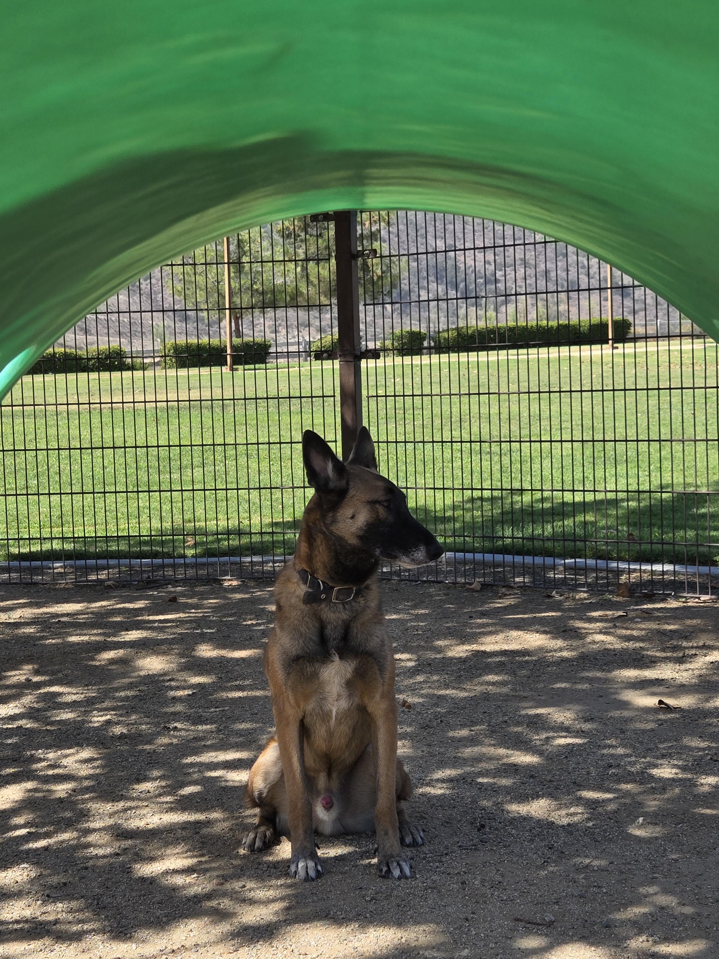 Loren, Adoptable, Adult Male Belgian Shepherd / Malinois.