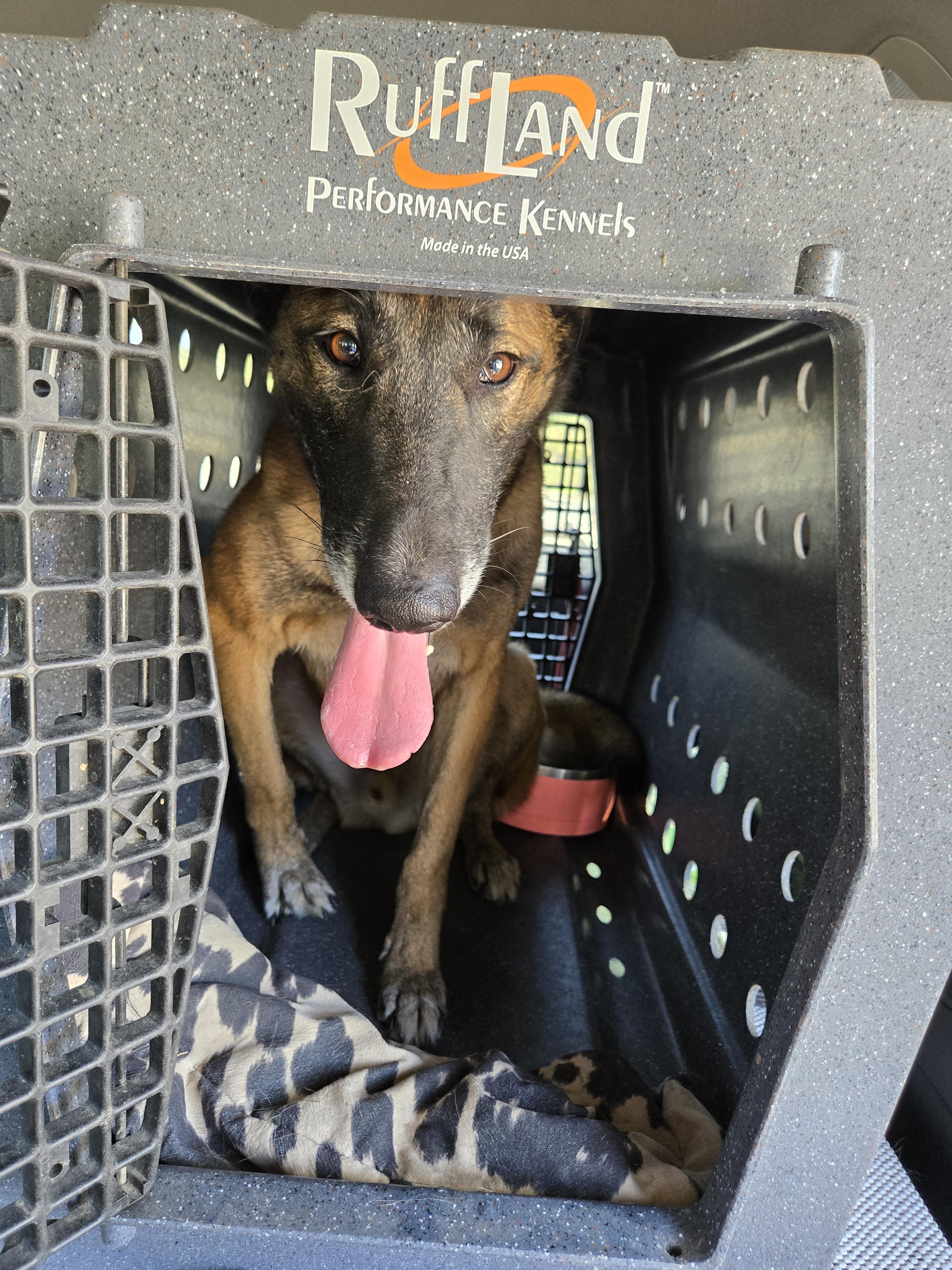 Loren, a Adoptable Belgian Shepherd / Malinois in Vancouver, WA image 2/6