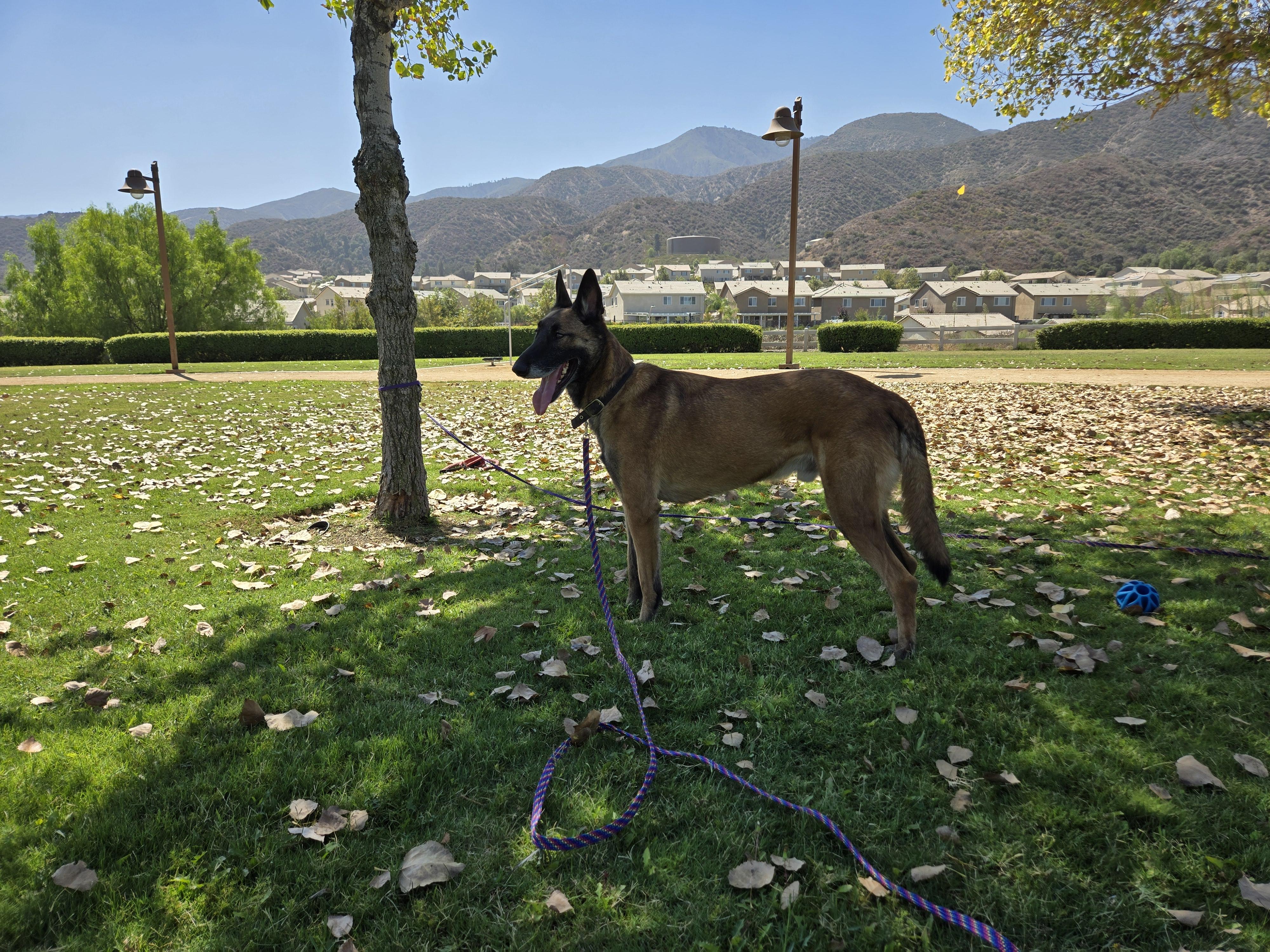 Loren, a Adoptable Belgian Shepherd / Malinois in Vancouver, WA image 3/6