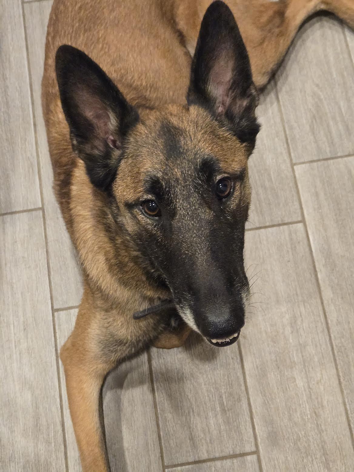 Loren, a Adoptable Belgian Shepherd / Malinois in Vancouver, WA image 4/6