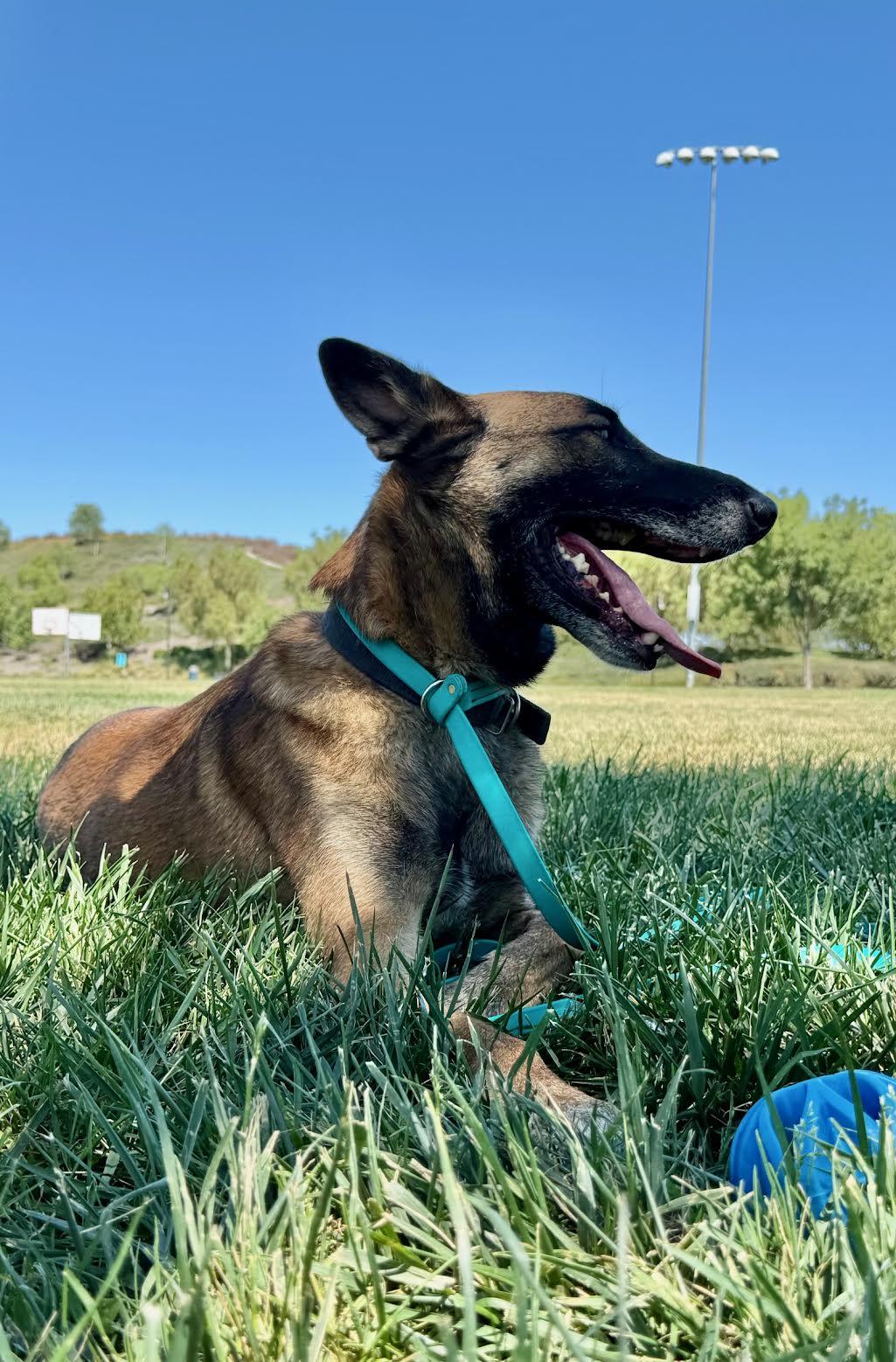 Loren, a Adoptable Belgian Shepherd / Malinois in Vancouver, WA image 5/6